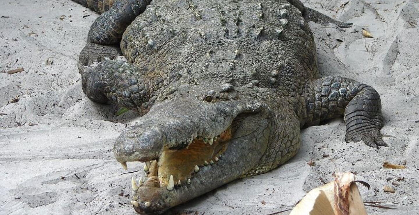 caiman.JPG