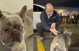 Perro vivió una noche de terror en Bogotá luego de que se robaran carro en el que se encontraba