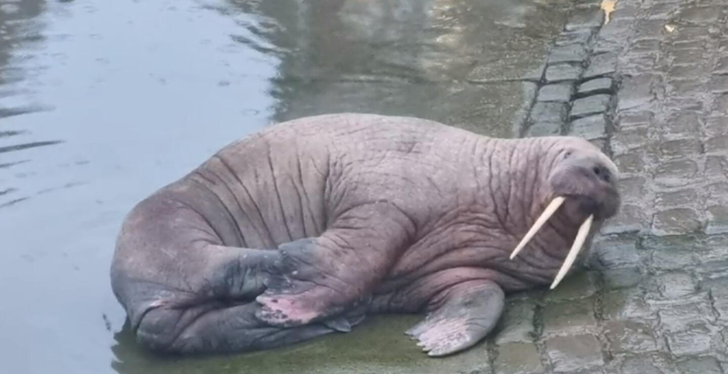 Visita de una morsa obligó a una ciudad a cancelar espectáculo de pirotecnia para Año Nuevo