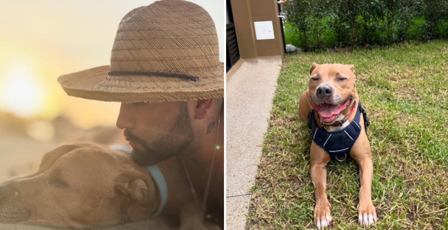 Magnus, el perrito del influencer Camilo Triana, vuelve a ser diagnosticado con cáncer: "Ojalá el amor lo curara"