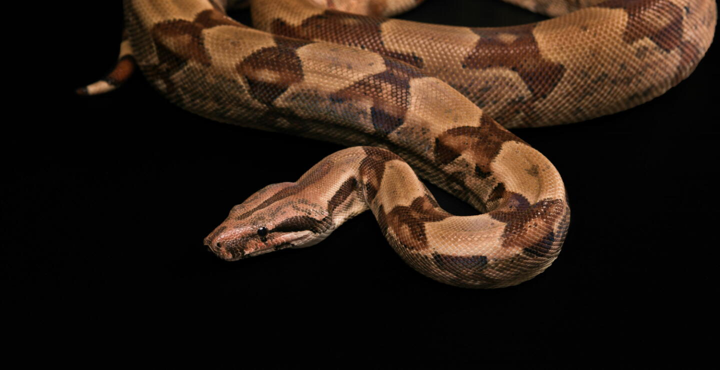 Boa constrictor