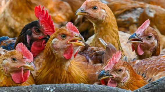 Pollos, referencia .jpg Pollos, referencia .jpg