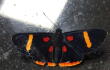 15705_La Kalle. Mariposa / Foto: Noticias Caracol