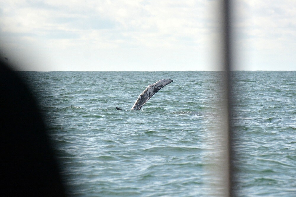 ballena jorobada en el pacifico colombiano foto mario baos blu radio (4).jpg