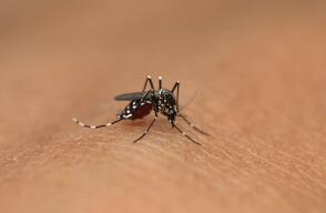 20727_Dengue / Foto de referencia: Getty Images
