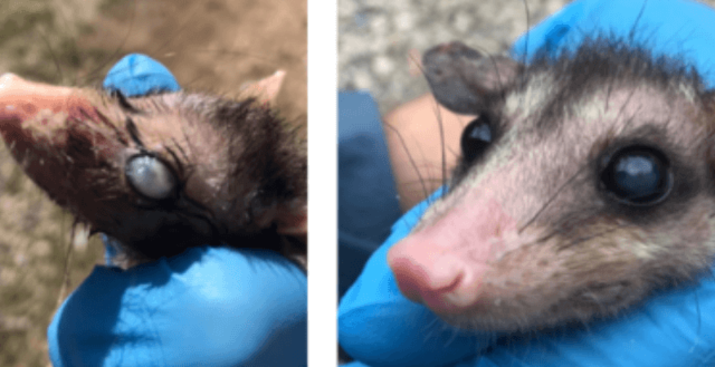 Operan a zarigüeya con afección ocular. Fotos: Cortesía Cornare