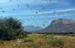 23513_Foto: Plaga de langostas / Ref. AFP
