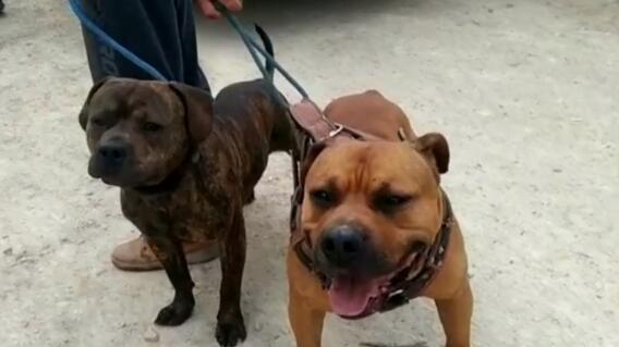 Bebé de 15 meses murió tras ser mordida por dos pitbulls en Italia