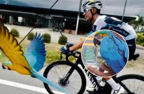 Denuncian intento de robo de la guacamaya Lupita: "Víctima de una agresión violenta"