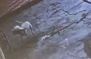 Perro al que le lanzaron agua caliente en Barranquilla.