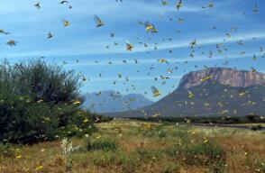 23513_Foto: Plaga de langostas / Ref. AFP