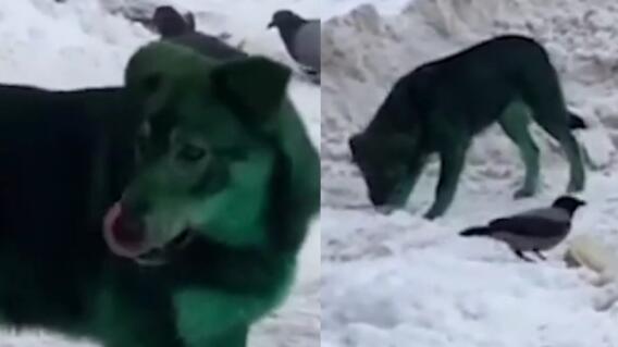 perros verdes en rusia (1).jpg perros verdes en rusia (1).jpg