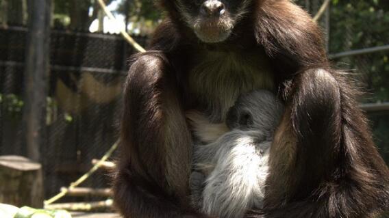 nacimiento de mono marimonda en el zoológico de medellin.jpg nacimiento de mono marimonda en el zoológico de medellin.jpg