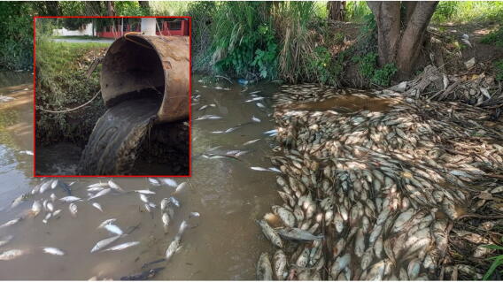 Nueva mortandad de peces en e Río Lebrija.jpg