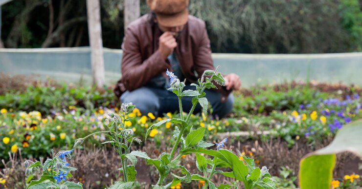 En Guasca, unos 50 km al noreste de Bogotá, Daniel Aristizábal cultiva este fino manjar. Su empresa nació con la idea de potenciar un mercado alternativo a la producción de flores ornamentales, de la que Colombia es líder, con ventas anuales de más de