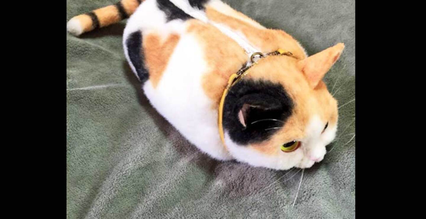 gato-4.jpg