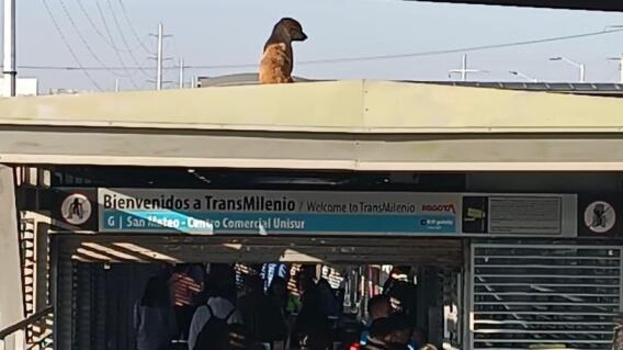 Perrito fue rescatado del techo de la estación San Mateo de TransMilenio Perrito fue rescatado del techo de la estación San Mateo de TransMilenio