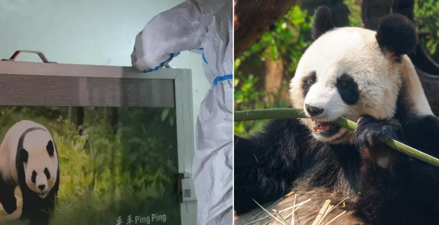Pandas