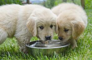 Beneficios del agua en las mascotas. 
