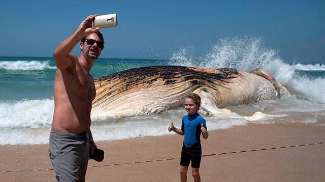 Una ballena muerta apareció en la popular playa de Ipanema en Río de Janeiro Una ballena muerta apareció en la popular playa de Ipanema en Río de Janeiro