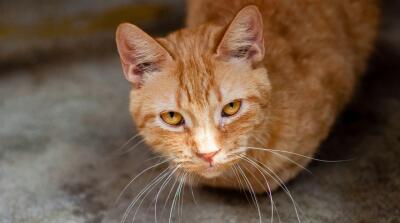 Gato naranja
