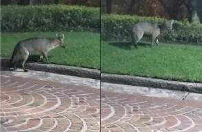 21577_Zorro aparece en Bogotá / FOTO: Captura Twitter