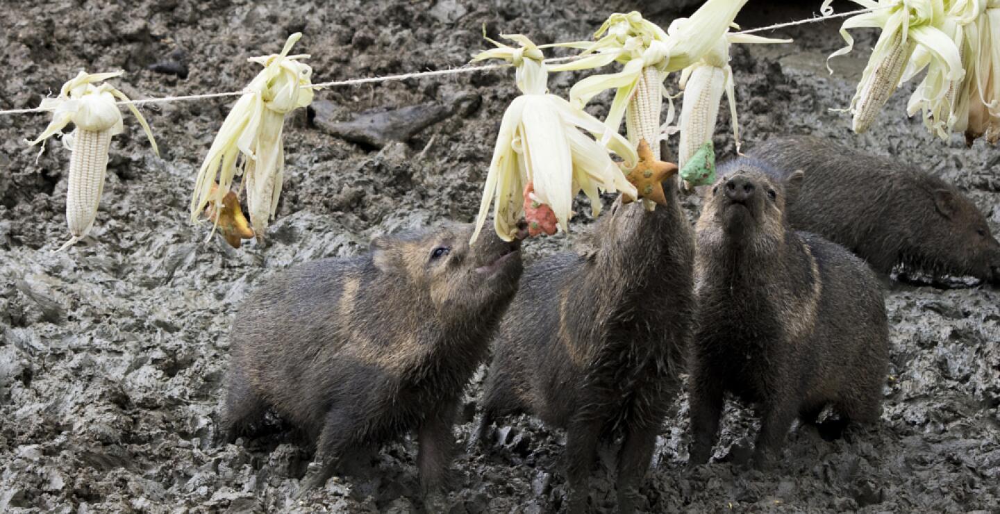 275581_Foto: Zoólogico de Cali