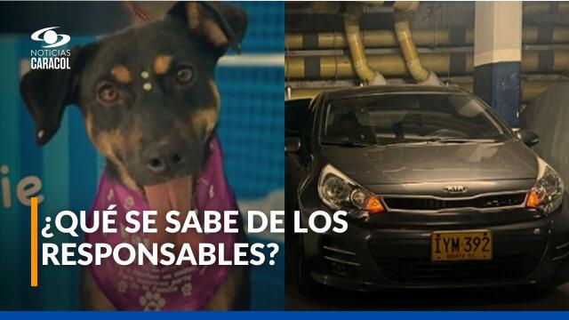 A hombre en Bogotá le robaron el carro y a su perrita A hombre en Bogotá le robaron el carro y a su perrita