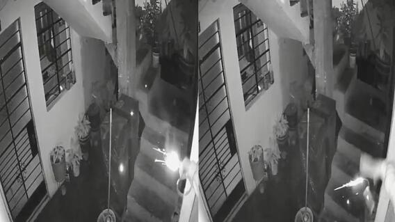 Manchis, la perrita que frustró un atentado con dinamita Manchis, la perrita que frustró un atentado con dinamita