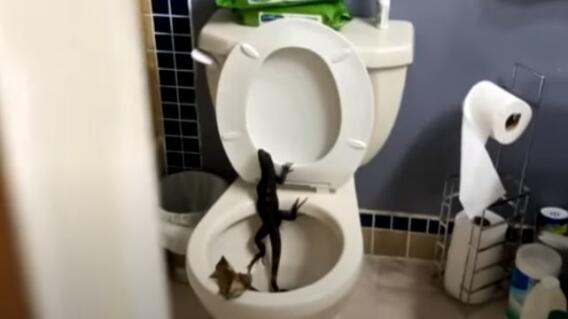 iguana en baño