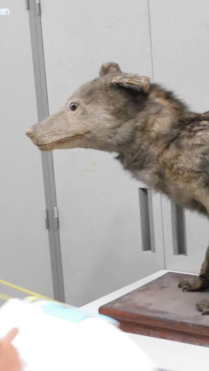Ejemplar disecado del extinto lobo japonés