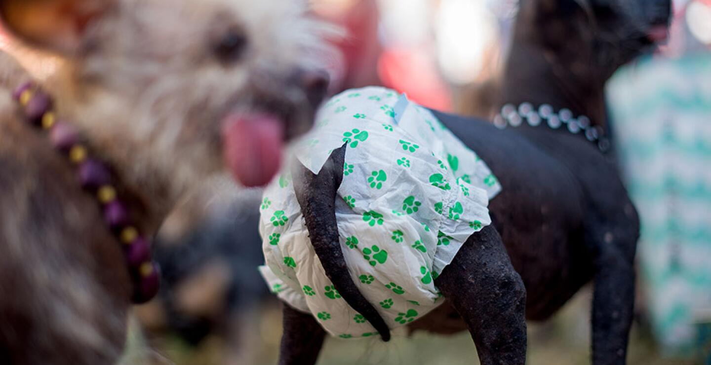 Quasi Modo fue abandonado en un refugio para animales. 
