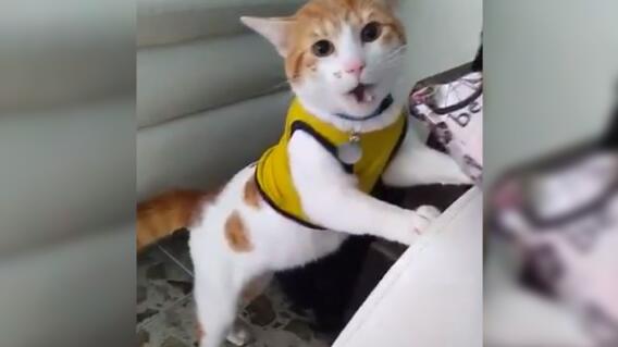 10185_La Kalle - Gato que maulla el gol de Colombia - Foto Twitter 10185_La Kalle - Gato que maulla el gol de Colombia - Foto Twitter