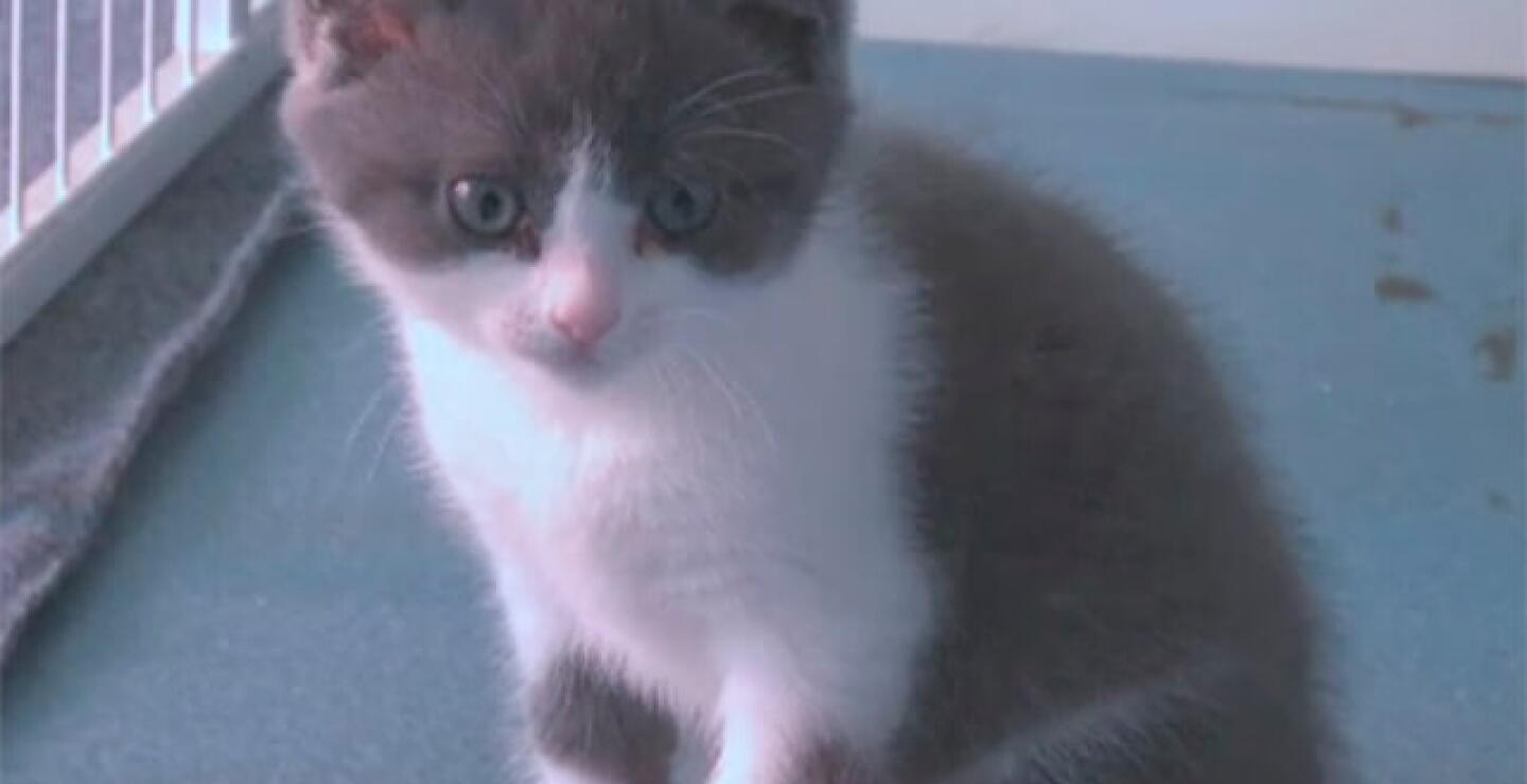 gatoclonado.jpg