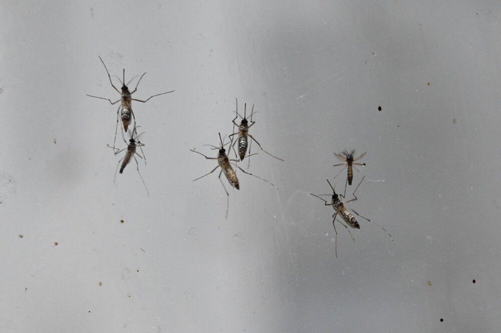 Mosquito transmisor del dengue.