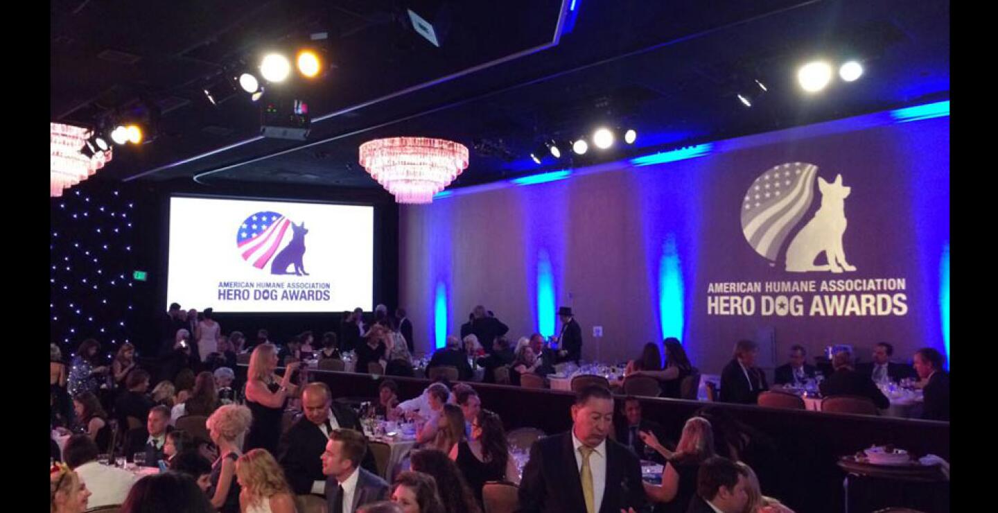 Con poca cobertura pero con un gran impacto en los amantes de las mascotas, este fin de semana se llevó a cabo una peculiar ceremonia en Los Angeles. Susie, fue la gran campeona del certamen. 