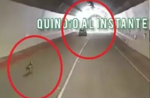 Perrito abandonado en túnel de La Línea Perrito abandonado en túnel de La Línea