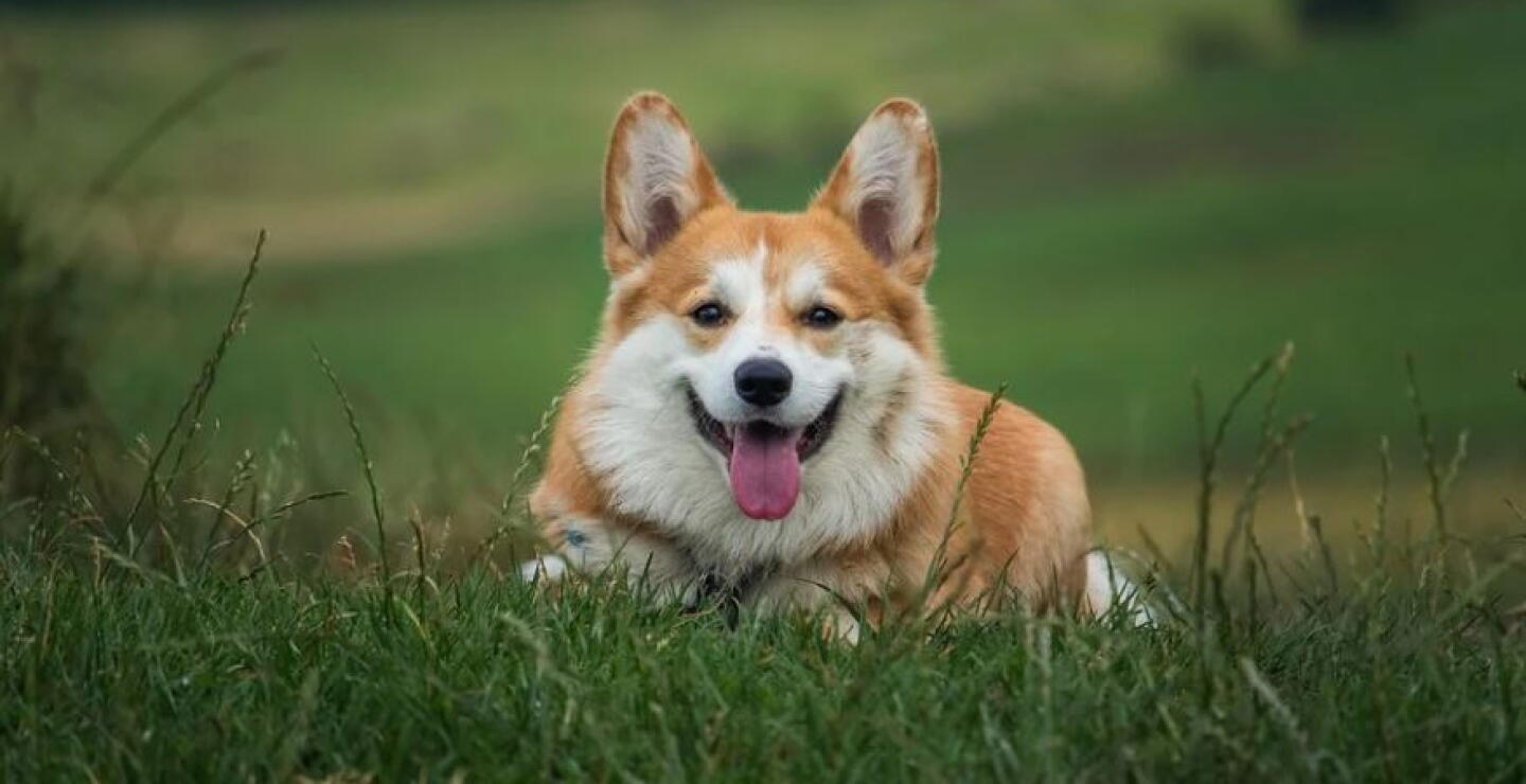 corgi