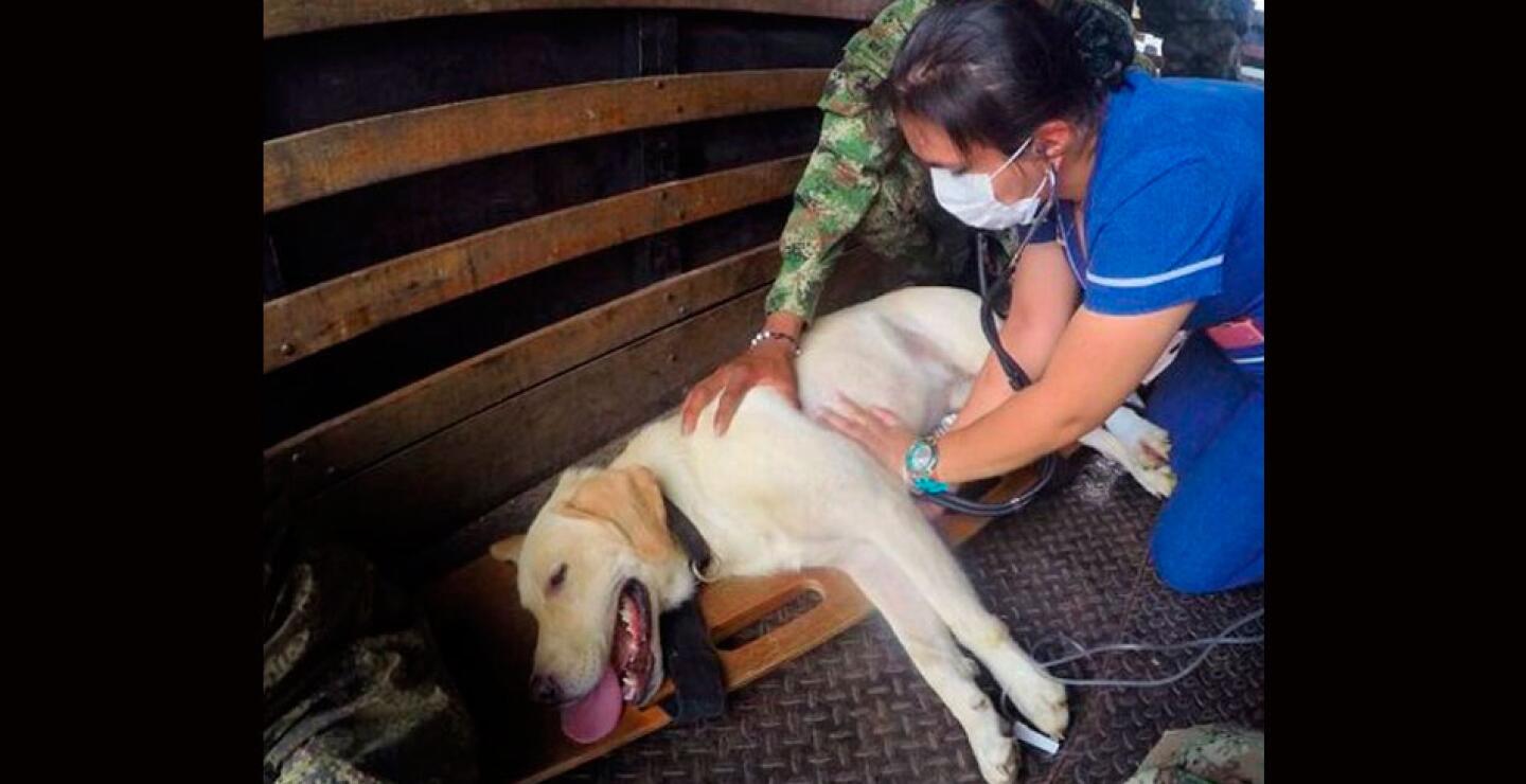 Fotos cortesía: Ejército Nacional de Colombia