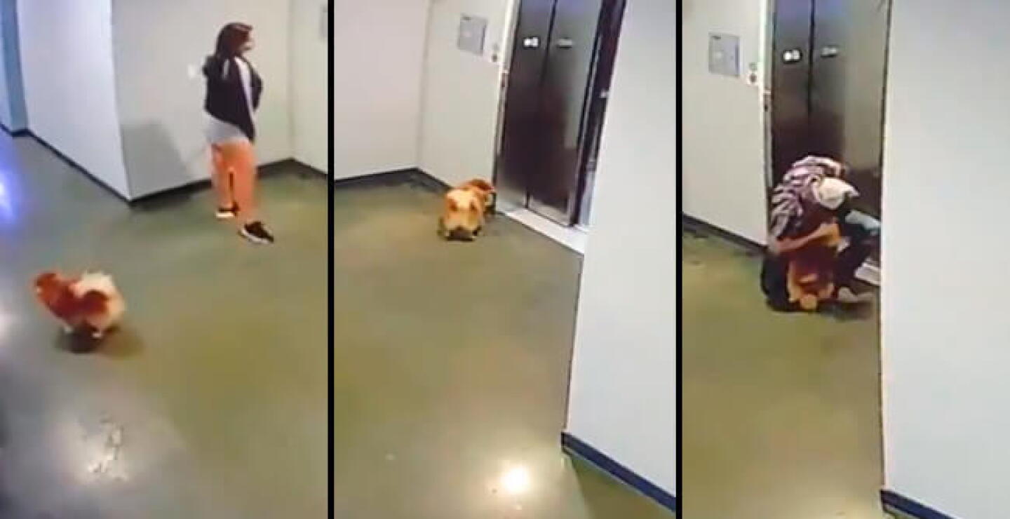 perritook.jpg