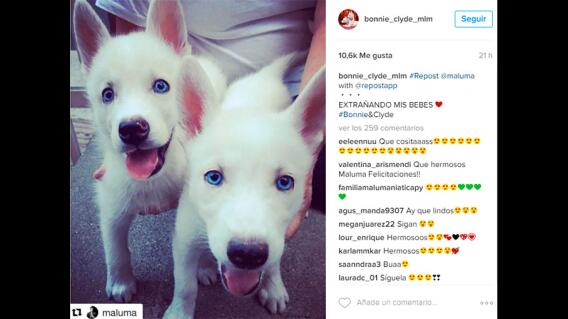 181657_maluma-perros.jpg 181657_maluma-perros.jpg