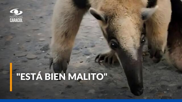 Luchan por salvar la vida de oso hormiguero que se vio afectado durante incendios en Tolima Luchan por salvar la vida de oso hormiguero que se vio afectado durante incendios en Tolima