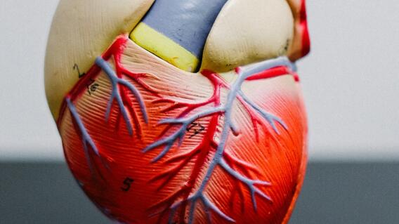 Los arándanos son ricos en fibra y antioxidantes que eliminan el colesterol malo Los arándanos son ricos en fibra y antioxidantes que eliminan el colesterol malo