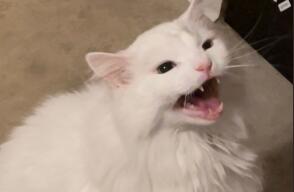 El gatito no respondió bien al tratamiento tras ser diagnosticado con cáncer nasal. 