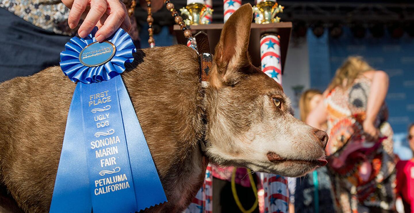 Quasi Modo, de 10 años, es giboso debido a un defecto de nacimiento en la espina dorsal. 