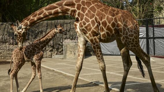 336078_BLU Radio. Jirafas - Referencia // Foto: AFP
