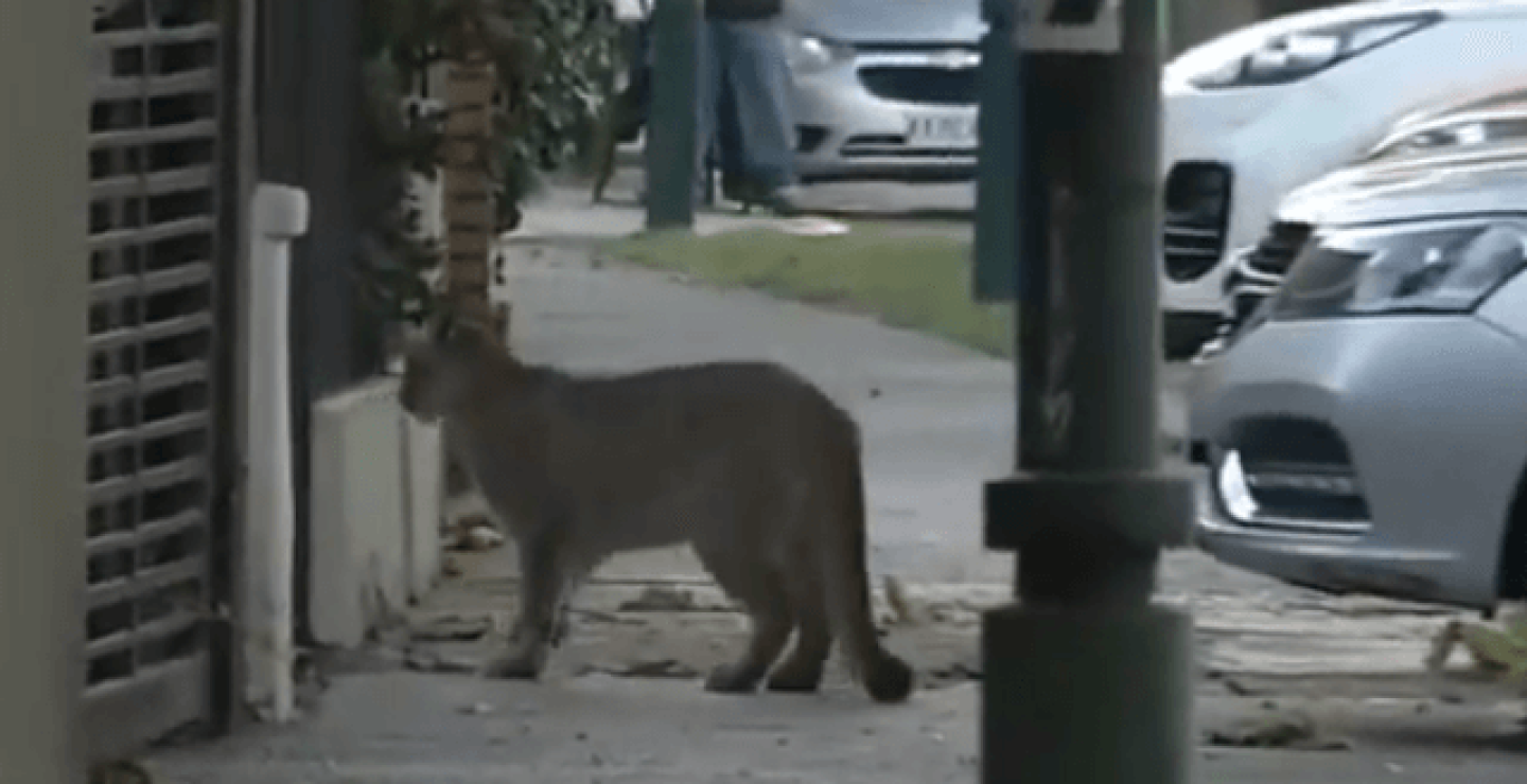 puma.png