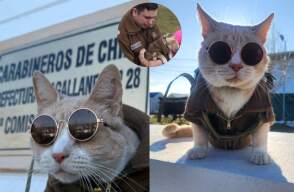 Gato policía de Chile
