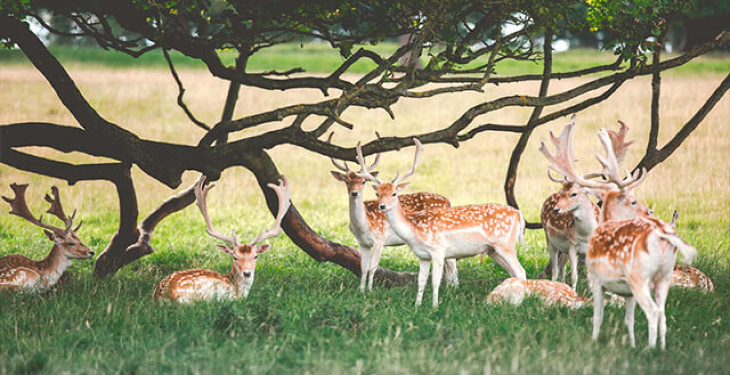 animales-onu.jpg