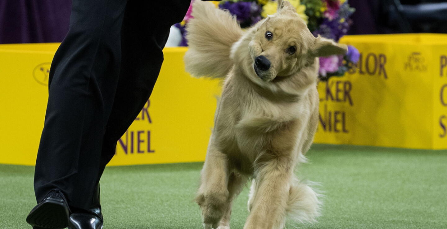Golden retriever